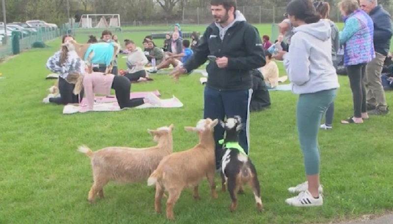 Goat yoga is back to Nazareth College