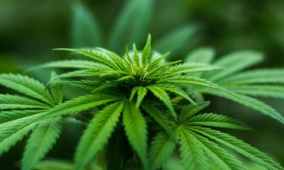 Cannabis cultivation licenses issued for local businesses in Monroe, Orleans, and Wayne counties
