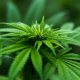 Cannabis cultivation licenses issued for local businesses in Monroe, Orleans, and Wayne counties