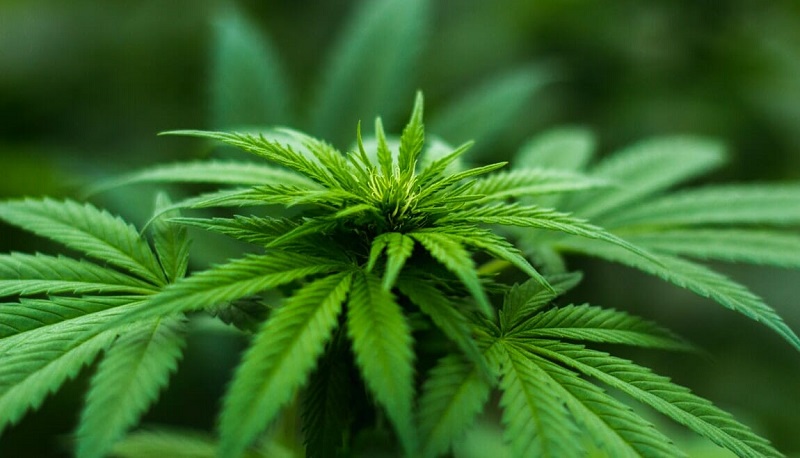 Cannabis cultivation licenses issued for local businesses in Monroe, Orleans, and Wayne counties