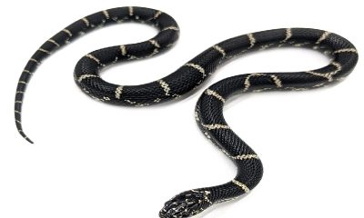 Snake let loose in Corning