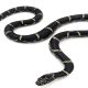 Snake let loose in Corning