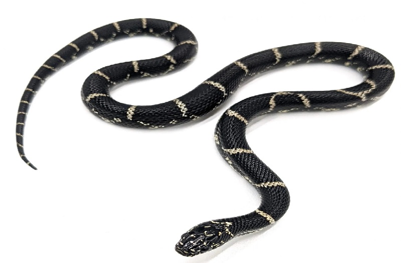 Snake let loose in Corning