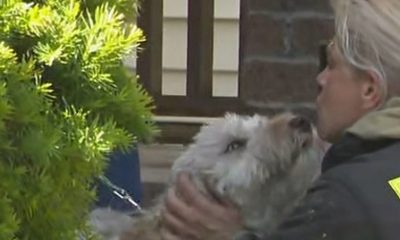 Dog saved from house fire in Rochester