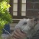 Dog saved from house fire in Rochester