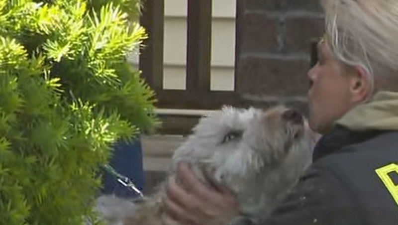 Dog saved from house fire in Rochester Dog saved from house fire in Rochester