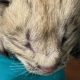 Seneca Park Zoo announces birth of Canada lynx litter