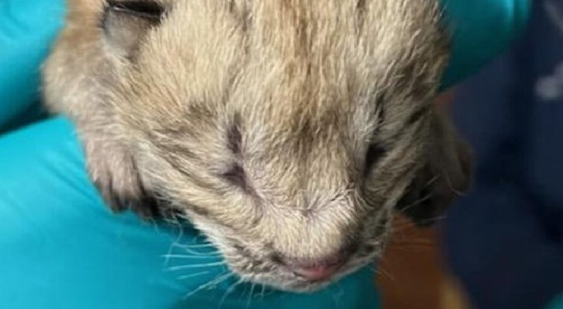 Seneca Park Zoo announces birth of Canada lynx litter Seneca Park Zoo announces birth of Canada lynx litter