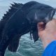 New requirements for recreational fishing of black sea bass and scup in New York