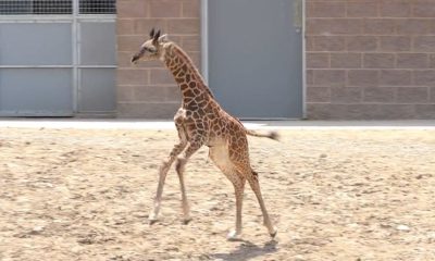 Seneca Park Zoo celebrates birth of second giraffe this year