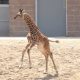 Seneca Park Zoo celebrates birth of second giraffe this year