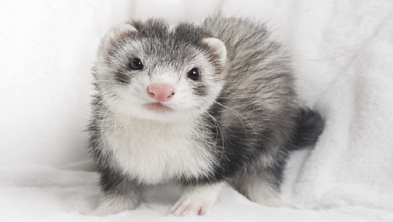 Free rabies clinic coming next month to Big Flats