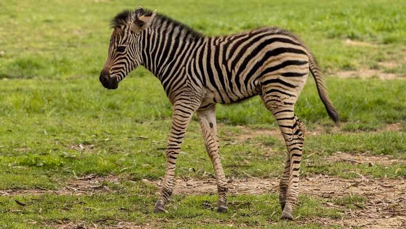 New baby zebra at Utica Zoo New baby zebra at Utica Zoo