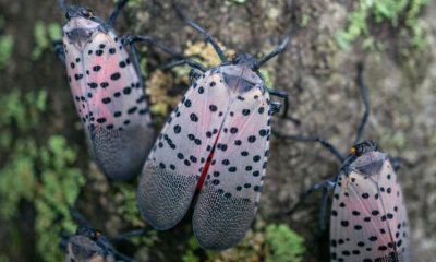 Spotted lanternfly spreading in New York State
