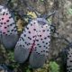 Spotted lanternfly spreading in New York State