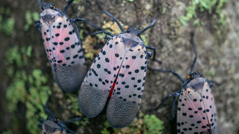 Spotted lanternfly spreading in New York State Spotted lanternfly spreading in New York State