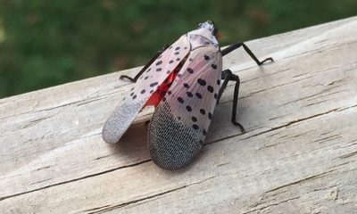 Watching for the Spotted Lanternfly