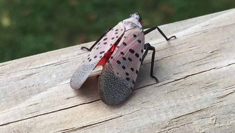 Watching for the Spotted Lanternfly
