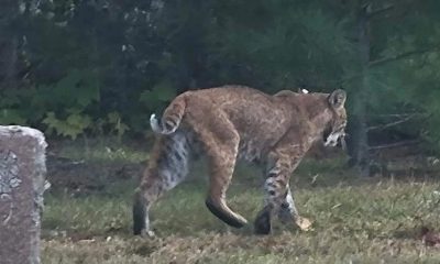 Big cats spotted in Upstate NY