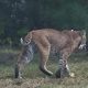 Big cats spotted in Upstate NY