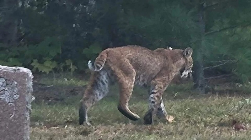 Big cats spotted in Upstate NY Big cats spotted in Upstate NY