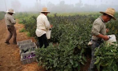 New York farmers overtime rule under controversy
