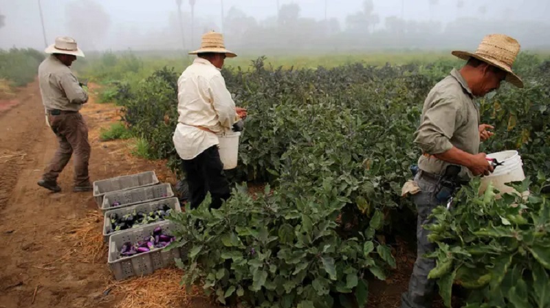 New York farmers overtime rule under controversy