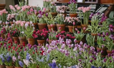 Floral Show in bloom at the George Eastman Museum