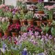 Floral Show in bloom at the George Eastman Museum