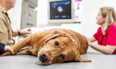 One month after the grand opening, Rochester emergency veterinarians providing lifesaving care