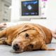 One month after the grand opening, Rochester emergency veterinarians providing lifesaving care