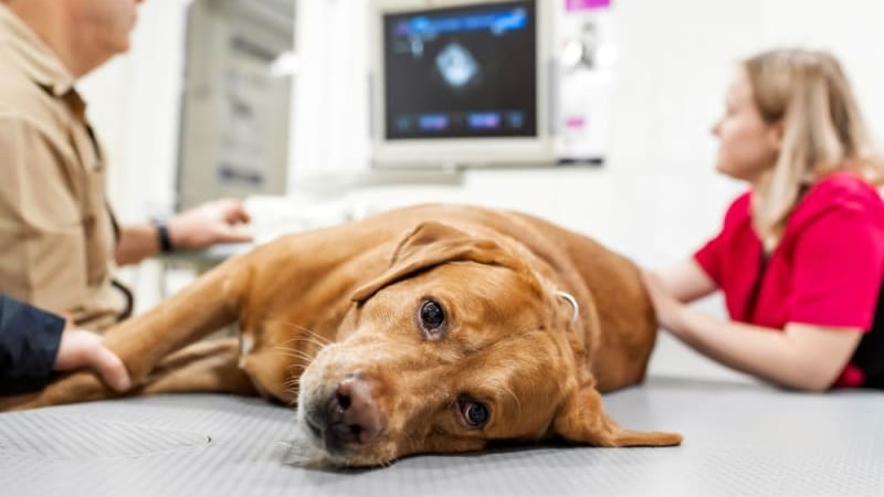 One month after the grand opening, Rochester emergency veterinarians providing lifesaving care