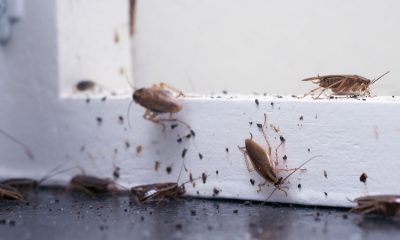 Unusually warm weather in the Rochester area causes pest issues to arise earlier than anticipated