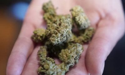 The first state-licensed cannabis shop opens in the City of Rochester