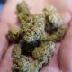 The first state-licensed cannabis shop opens in the City of Rochester
