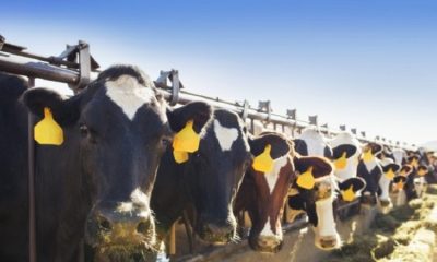 Due to the bird flu, New York has added new, temporary regulations for the import of dairy cattle