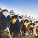 Due to the bird flu, New York has added new, temporary regulations for the import of dairy cattle