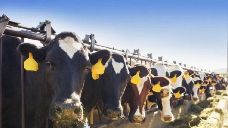 Due to the bird flu, New York has added new, temporary regulations for the import of dairy cattle