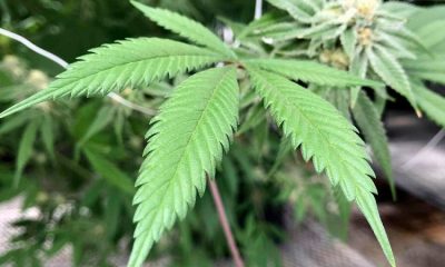 New York restructures its cannabis licensing agency, leaving a Rochester business in limbo