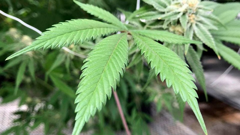New York restructures its cannabis licensing agency, leaving a Rochester business in limbo New York restructures its cannabis licensing agency, leaving a Rochester business in limbo