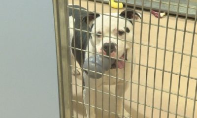 Lollypop Farm awarded custody of most of 120 dogs rescued from Rochester home