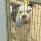 Lollypop Farm awarded custody of most of 120 dogs rescued from Rochester home