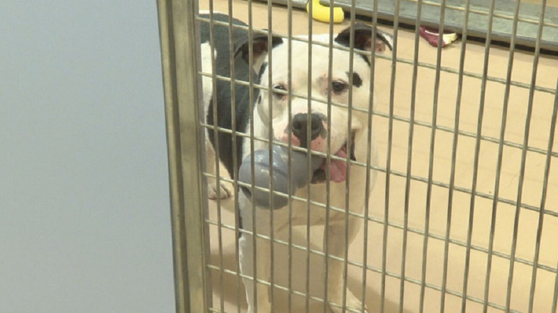 Lollypop Farm awarded custody of most of 120 dogs rescued from Rochester home