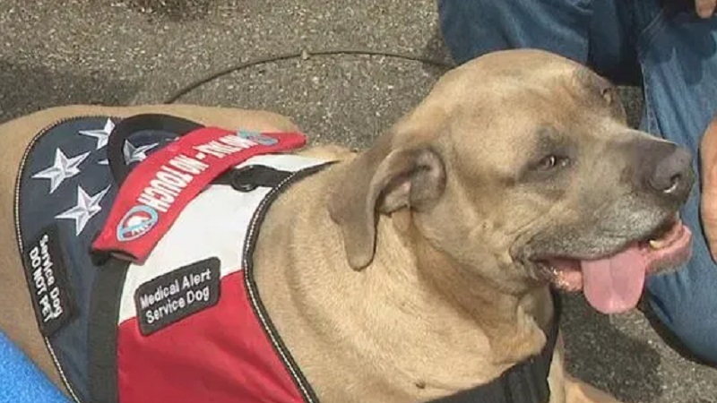 A retired Rochesterian seeks community support to help raise money for the ACL surgery of his guide dog