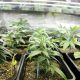 Home cannabis growing is legal in New York, enabling people to cultivate their own plants
