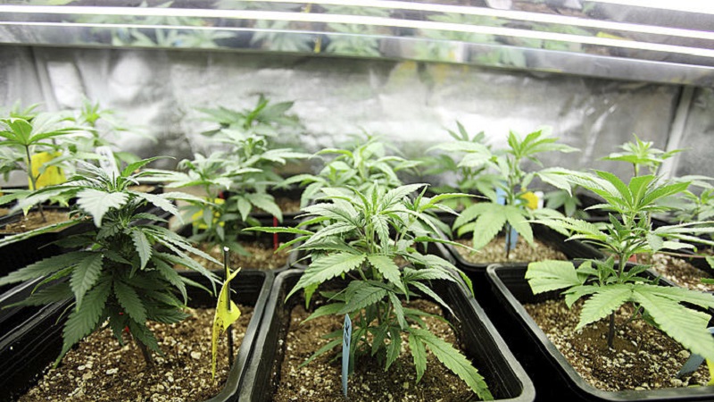 Home cannabis growing is legal in New York, enabling people to cultivate their own plants