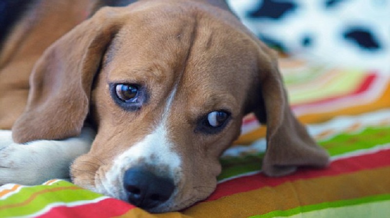 Rochester’s heat wave endangers pets; owners and veterinarians urge caution Rochester’s heat wave endangers pets; owners and veterinarians urge caution