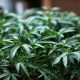 After nearly two years of waiting, a Fairport couple receive a marijuana license