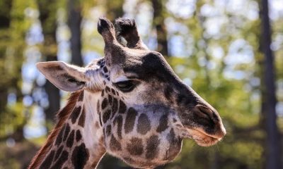 Giraffe at Seneca Park Zoo euthanized after fighting jaw cancer