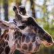 Giraffe at Seneca Park Zoo euthanized after fighting jaw cancer